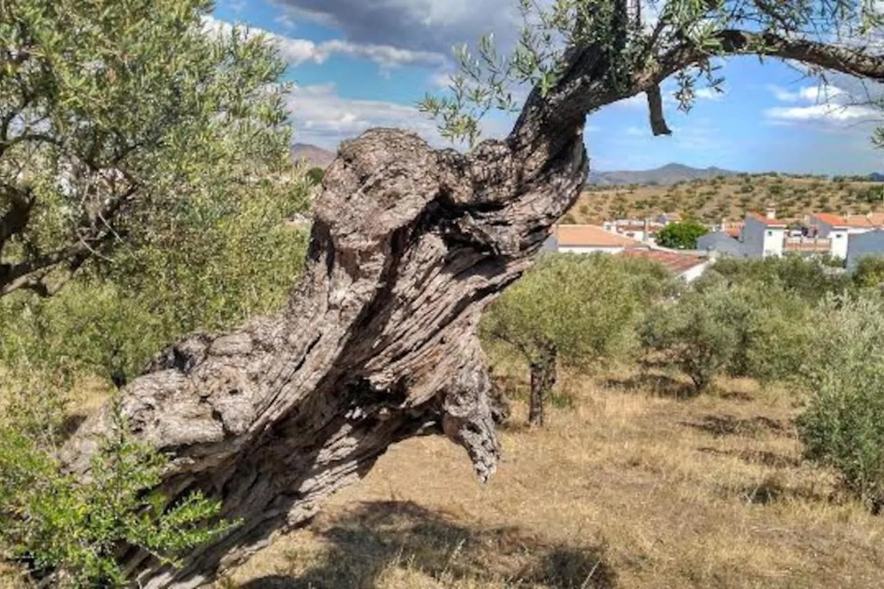 Nyaraló El Olivar De Concha, Caminito Del Rey Alora